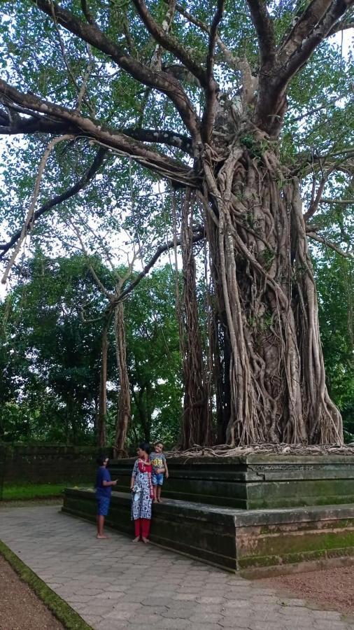 Shruthi'S Aarohi-Nature'S Retreat Mulappilangād Dış mekan fotoğraf